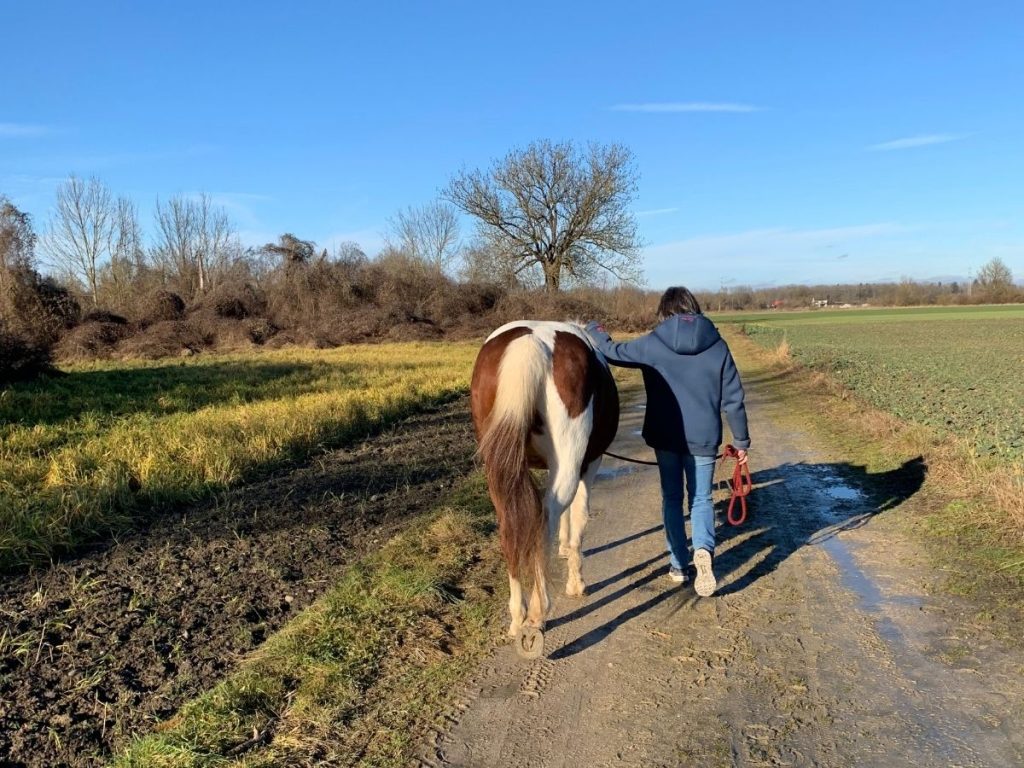 Mit Pferden gehen Ein geschecktes Pferd und eine Frau gehen im auf einem Feldweg nebeneinanderher. Der Himmel ist blau, die Bäume am Wegesrand haben keine Blätter, rechts ist ein Feld, rechts eine Wiese.