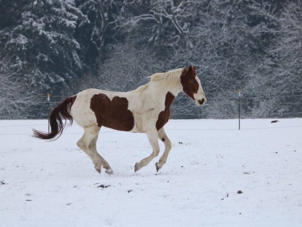 Braun-weiß geschecktes Pferd galoppiert im Schnee