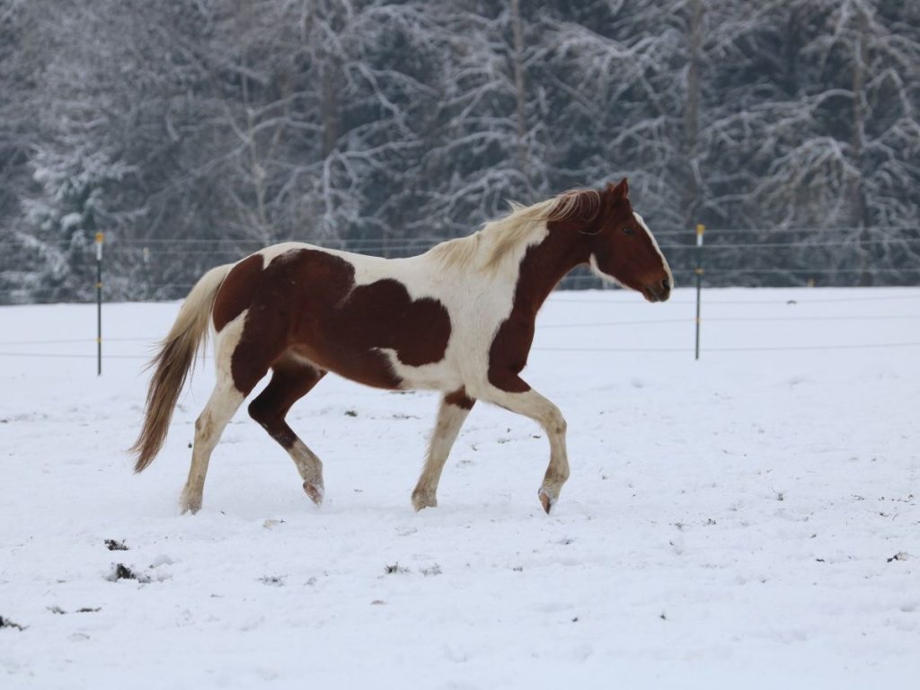 Braun-weiß geschecktes Pferd trabt im Schnee