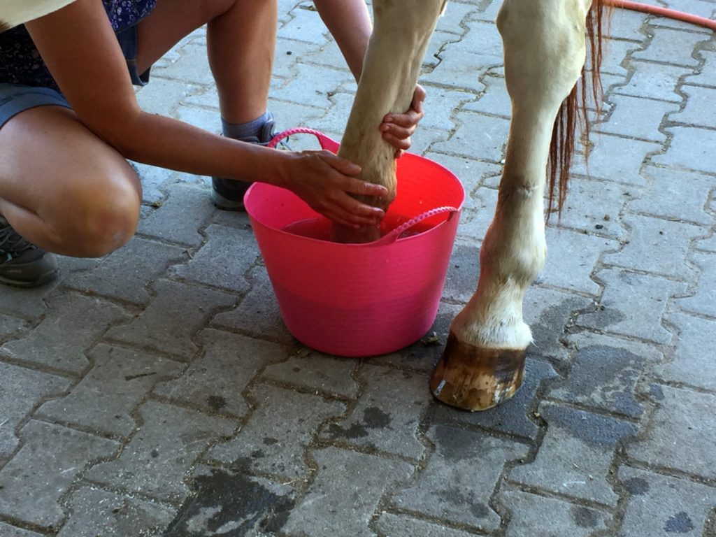 Fußbad weißer Pferdehuf wird in rosafarbenem Eimer gebadet.