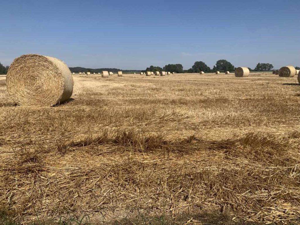 Sommerfarben runde Strohballen auf abgeerntetem Feld vor blauem Himmel