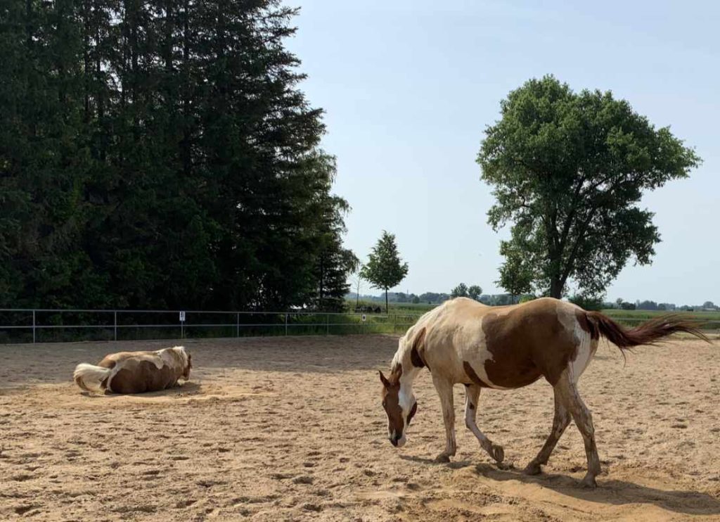 Sandbaden zwei braun-weiß gescheckte Pferde wälzen sich im Sand