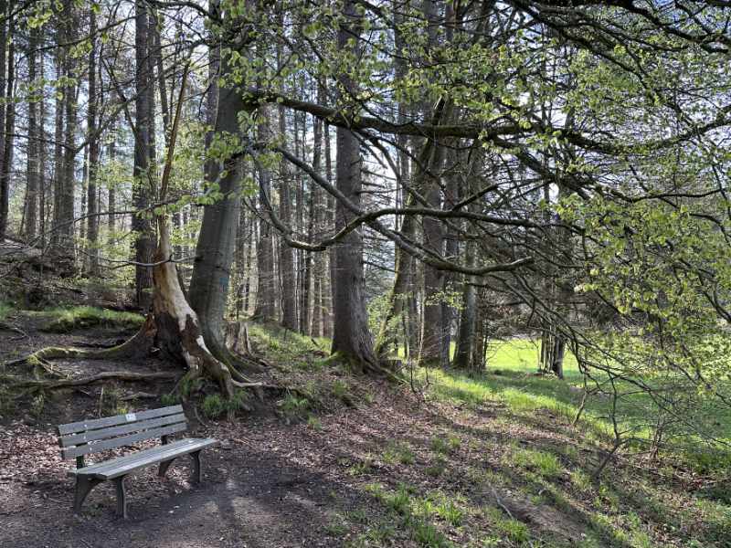 Einladung zu einer Auszeit eine Holzbank im Laubwald, von der Sonne beschienene Wiese im Hintergrund