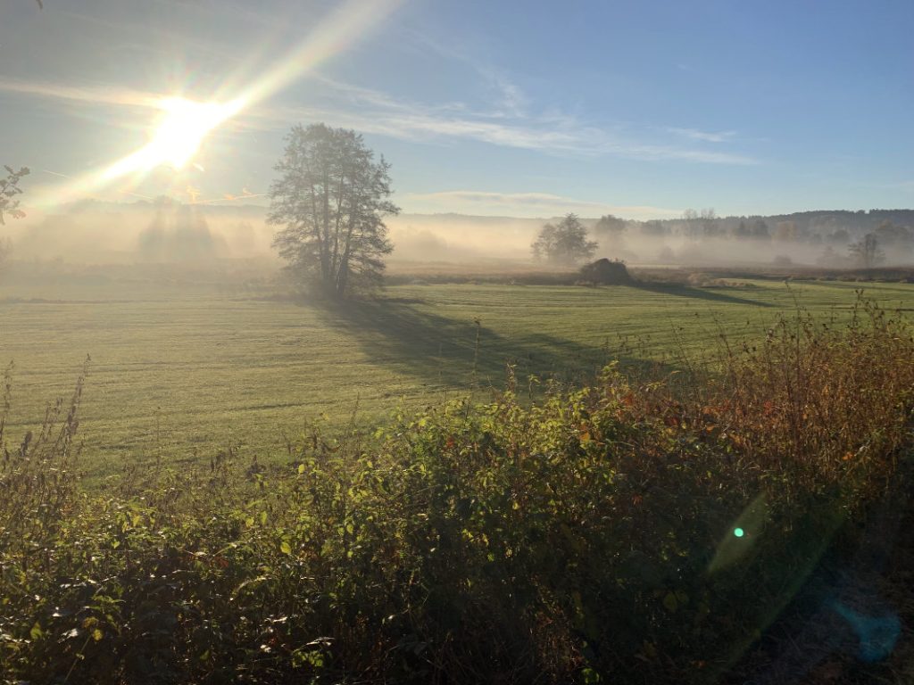 Baum, Büsche und Wiese im herbstlichen Gegenlicht und Nebelschwaden