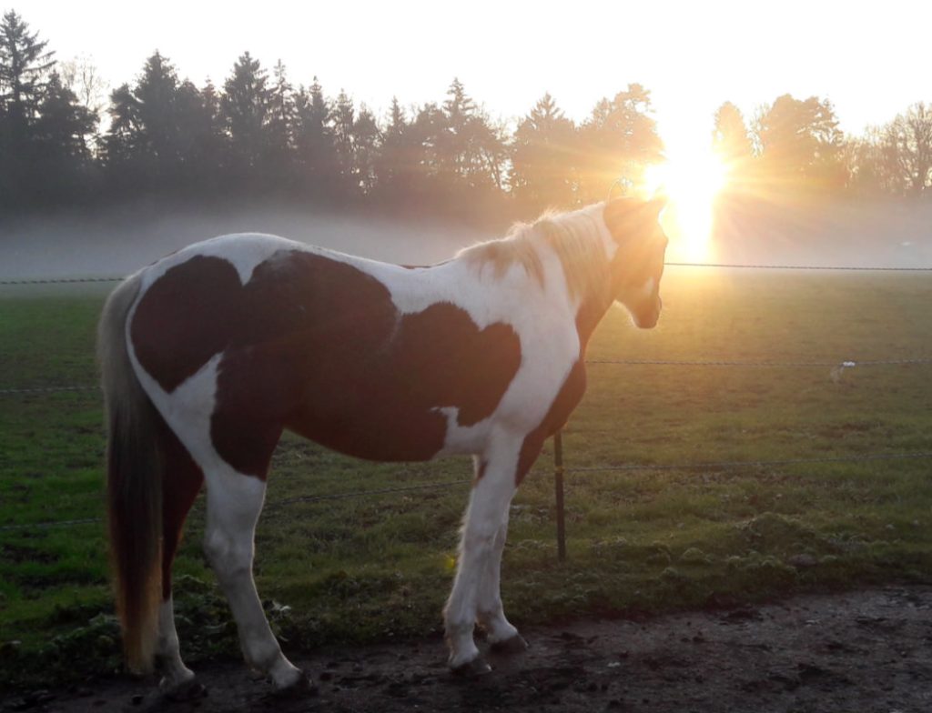 Braun-weiß geschecktes Pferd auf einer Koppel im Gegenlicht der untergehenden Sonne und herbstlichem Bodennebel.