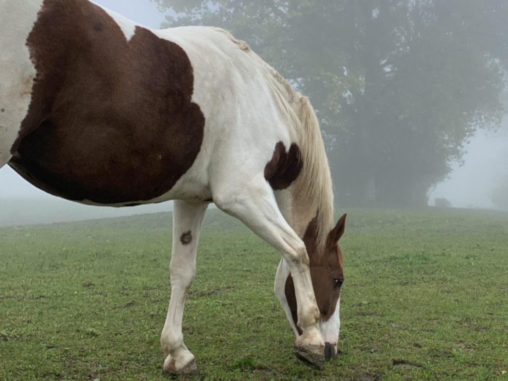 braun-weiß geschecktes Pferd auf Wiese mit Bäumen im Hintergrund und Nebel
