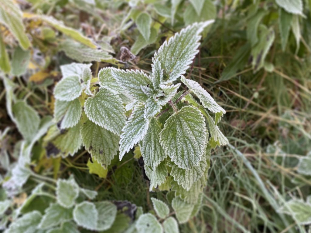 Brennessel mit Eiskristallen umzogen.