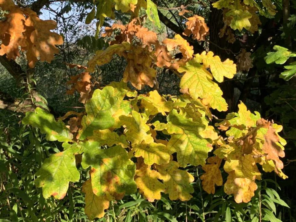 braun-gelb-grüne Eichenblätter mit Licht und Schatten