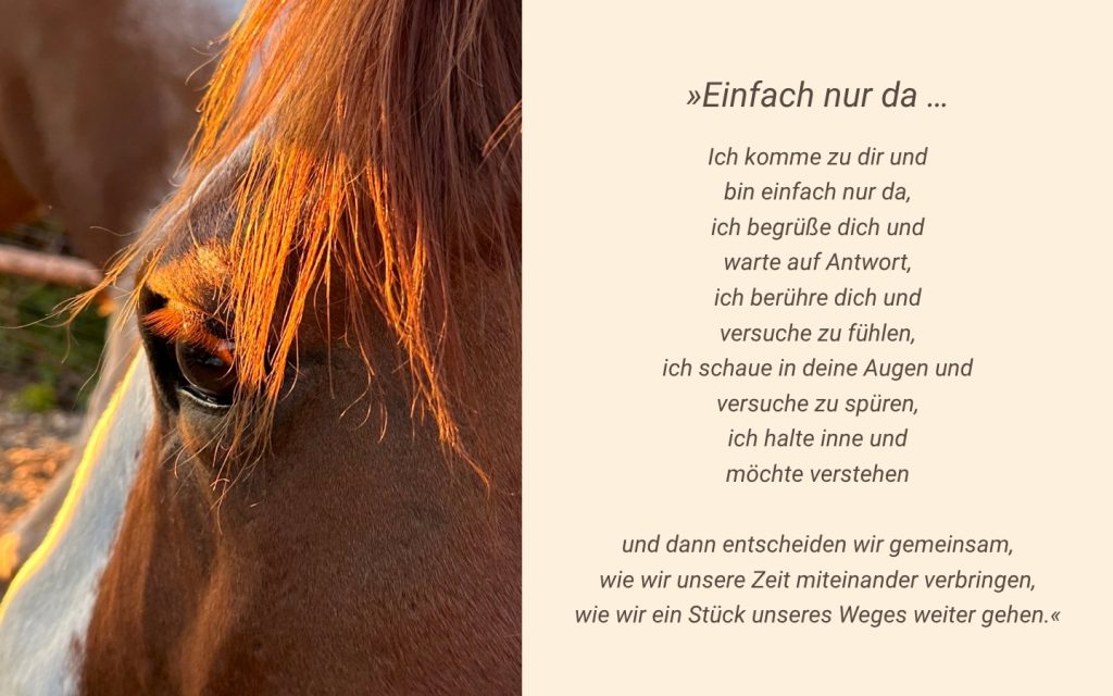 Einfach nur da ... braunes Pferdeauge mit rotbraunen Stirnhaaren teils im Gegenlicht