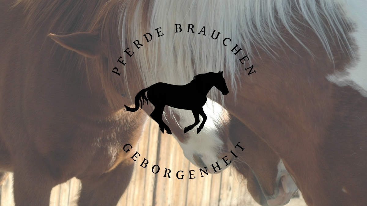 Pferde brauchen Geborgenheit