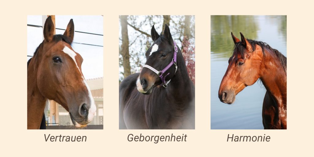 Vertrauen Geborgenheit Harmonie drei Pferdeköpfe: ein Brauner mit weißer Blesse, ein Dunkelbrauner mit weißem Stern und ein Brauner