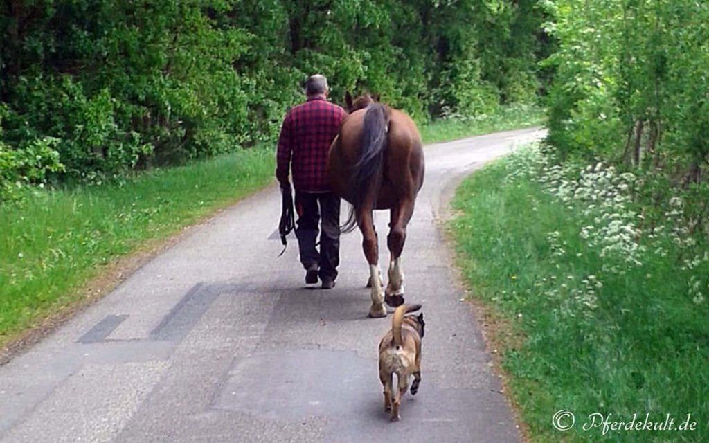 Ein Mann, ein braunes Pferd und ein mittelgroßer Hund gehen auf einem Weg im Wald.