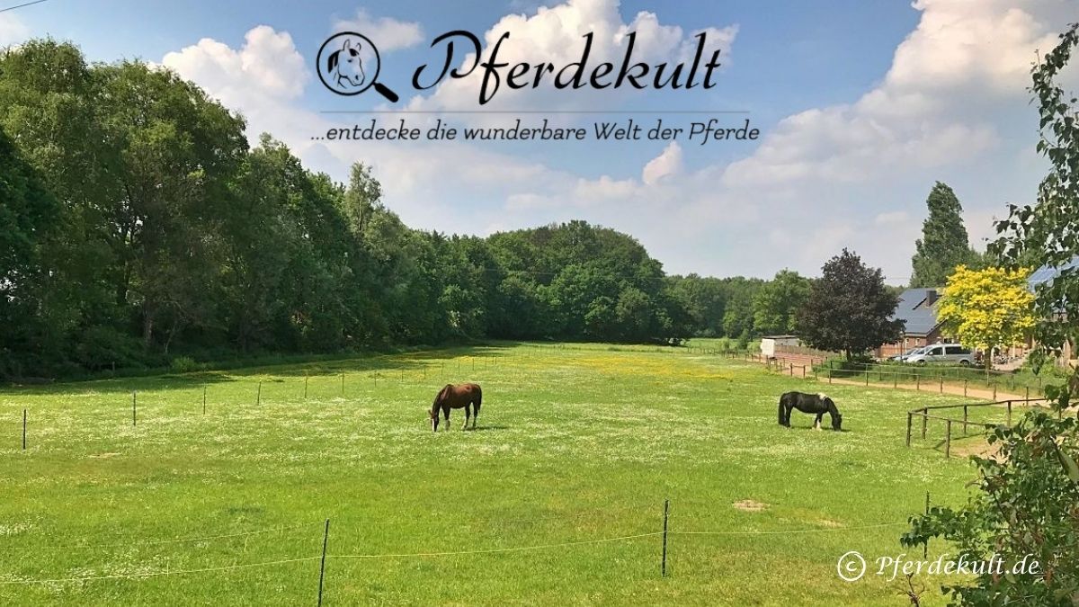 Pferdekult