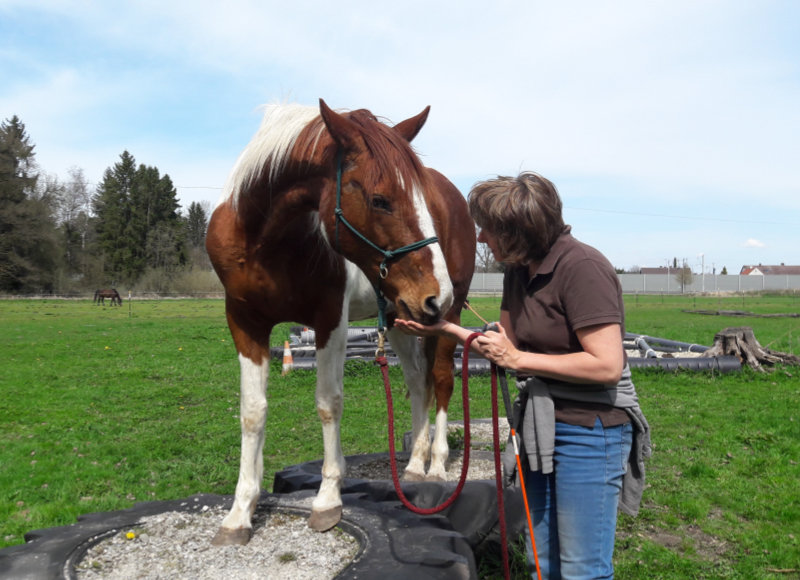 geschecktes Pferd auf Podest aus gefüllten Autoreifen bekommt ein Leckerli von einer Frau mit braunem T-Shirt und Jeans.