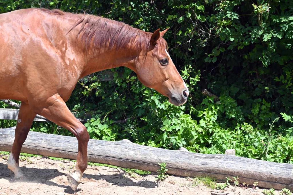 fuchsfarbenes Pferd geht auf einem Sandboden, Kopf ist nach vorne gestreckt, Ohren gespitzt nach vorne.