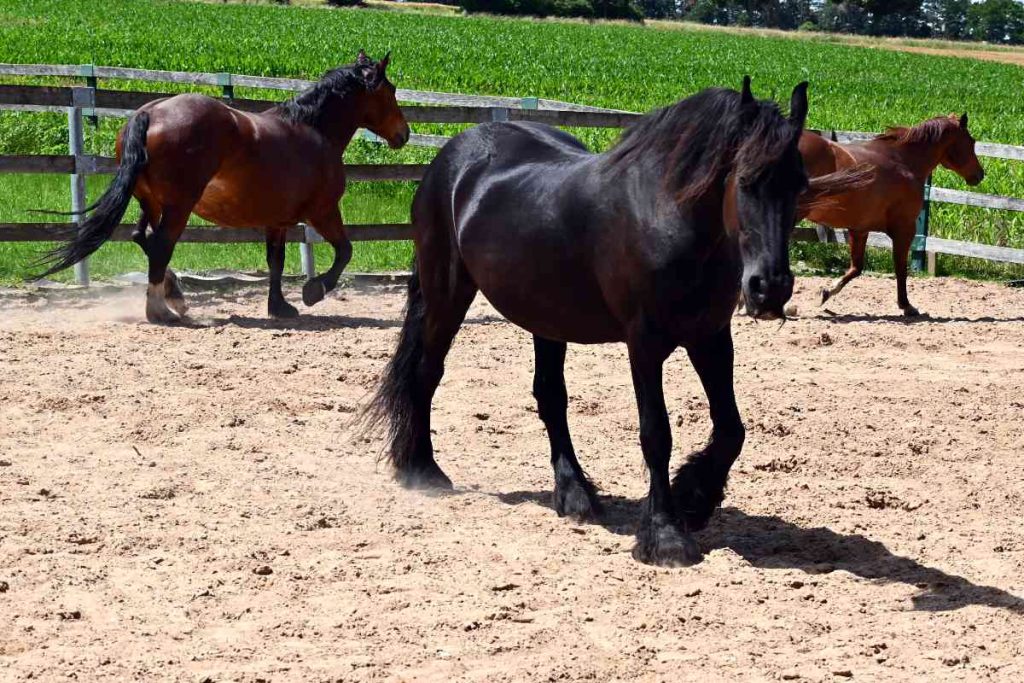 ein schwarzer Friese, ein fuchsfarbener Quarter und ein braunes Kaltblut auf einem Reitplatz. Im Hinergrund ein grünes Feld.