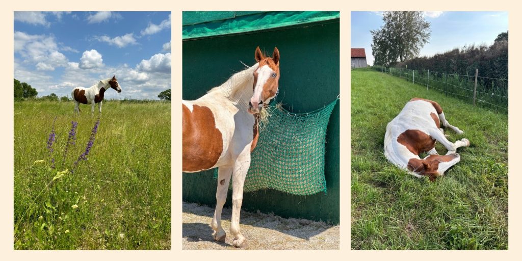 drei Bilder von einem braun-weiß geschecktem Pferd: auf einer großen Wiese, vor einem Heunetz, sich wälzend im Gras