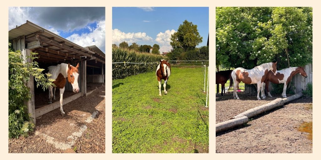 drei Bilder von braun-weiß gescheckten Pferden: Pferd in einem Unterstand, Pferd auf Wiesenweg, zwei Pferde unter Holunderstrauch.