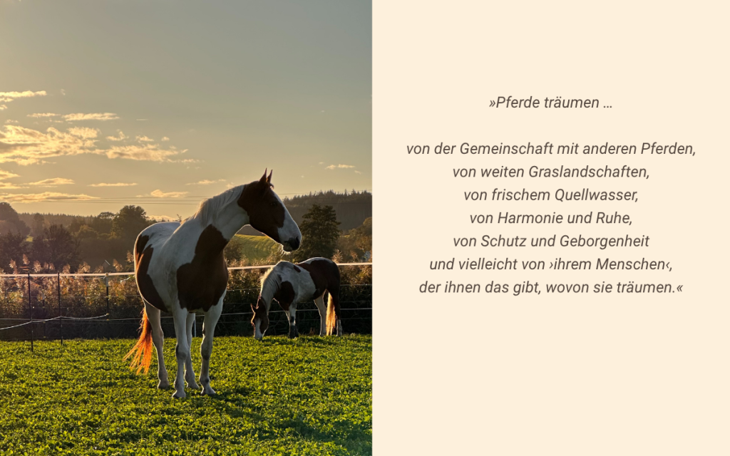 Zwei braun-weiß gescheckte Pferde auf der Koppel im Abendlicht.