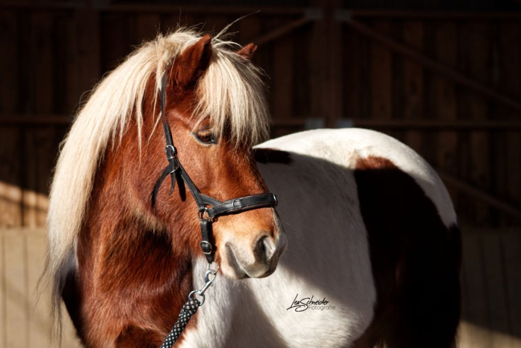 Islandponystute braun-weiß geschecktes Islandpferd mit heller Mähne und dunkelbraunem Halfter