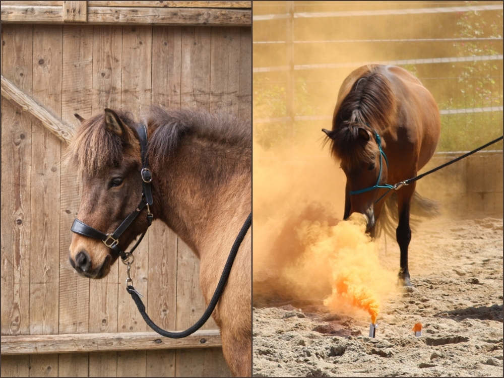 Shetlandpony und Islandpony Ein braunes Shetlandpony vor einer Holzwand und ein braunes Islandpony begutachtet orangefarben Rauch auf dem Sandboden