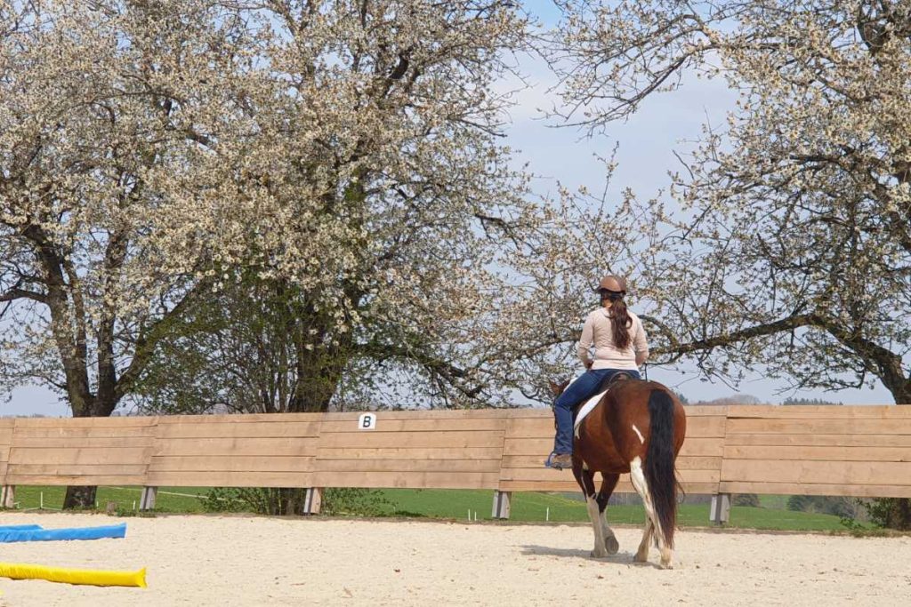 Pferdefrau reitet Reiterin auf braun-weiß geschecktem Pferd auf dem Reitplatz. Blühende Bäume im Hintergrund und blau-gelbe Geitnerstangen auf dem Sand.