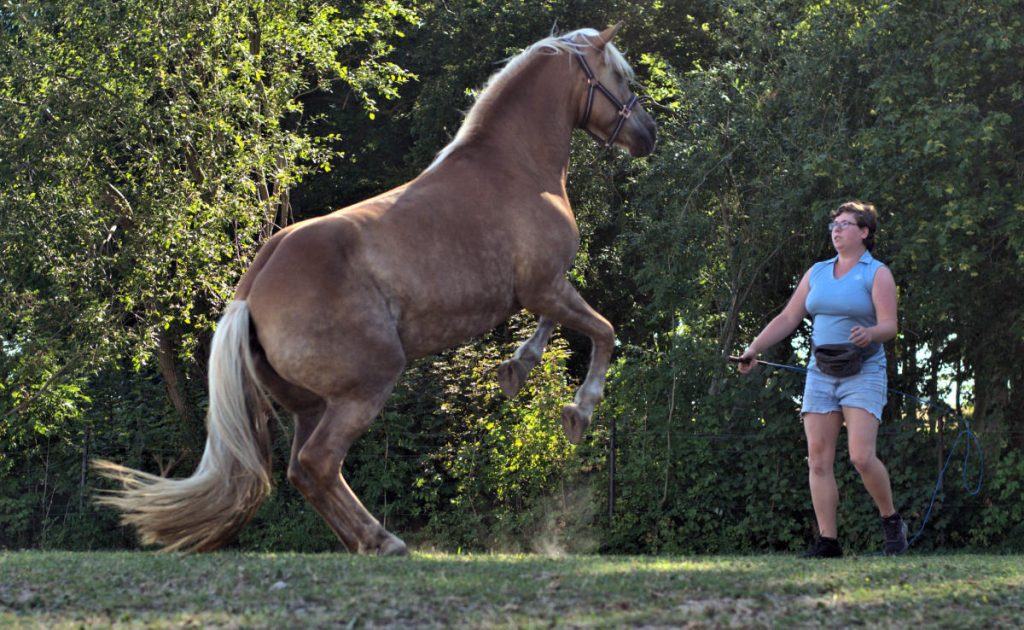 Steffi und Momo Eine Haflingerstute, die vor gewünscht vor einer Frau mit Brille, hellblauem T-Shirt und Jeans steigt auf einer Wiese steigt. Im Hintergrund grüne Büsche und Bäume.