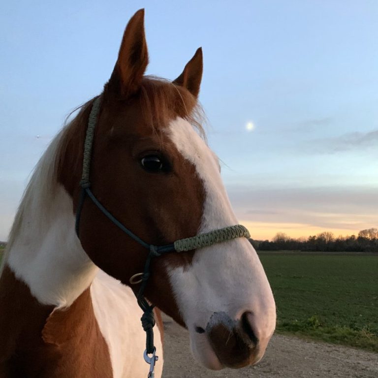 braun-weiß geschecktes Pferd in der Abenddämmerung mit Halbmond am Himmel
