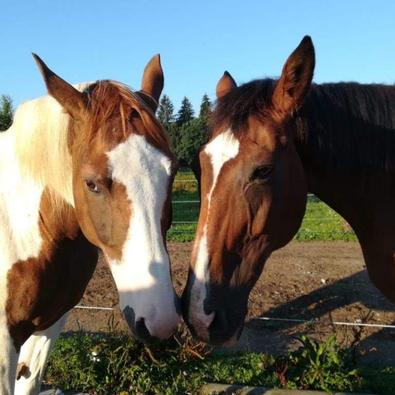 braun-weiß geschecktes Pferd und ein braunes Pferd stupfen sich an der Nase