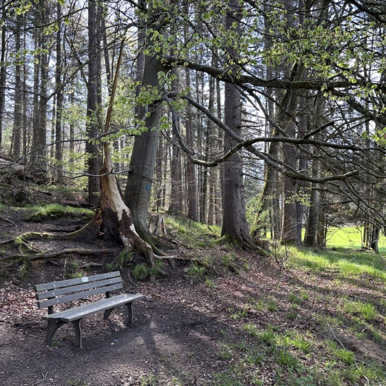 Eine Bank im Wald, die zum Verweilen einlädt. Bäume spenden Schatten.